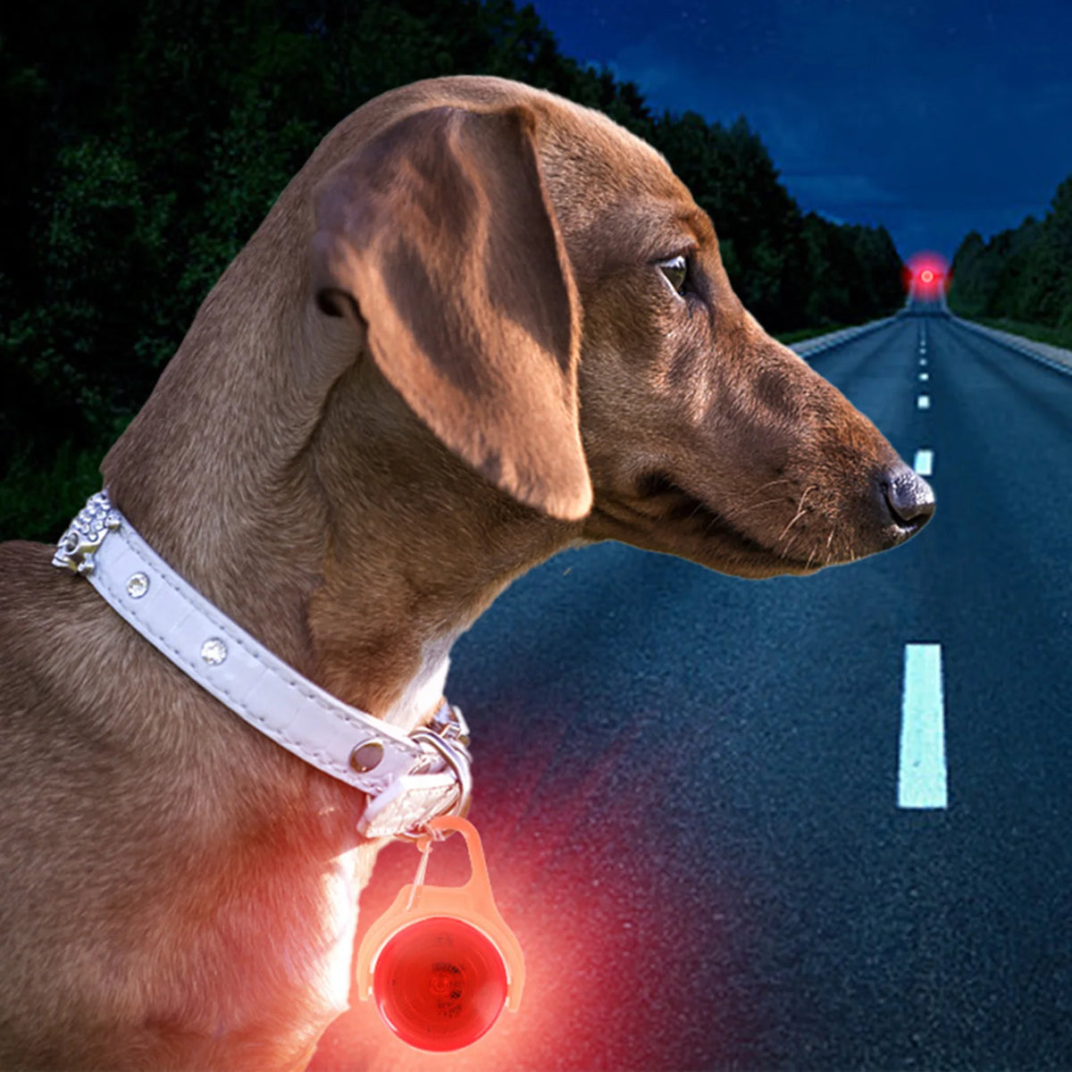 Glowing Pet Collar for Night Safety