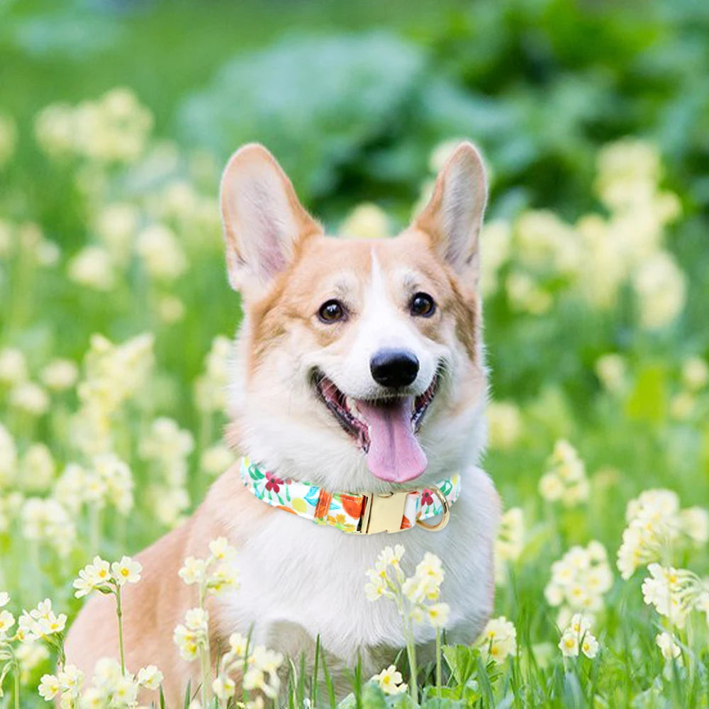 Spring Adjustable Nylon Pet Collar
